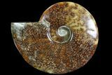 Polished, Agatized Ammonite (Cleoniceras) - Madagascar #88361-1